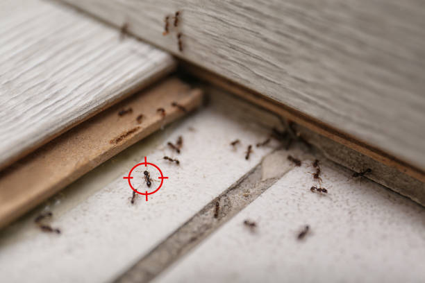 Best Emergency Pest Control  in Archie, MO