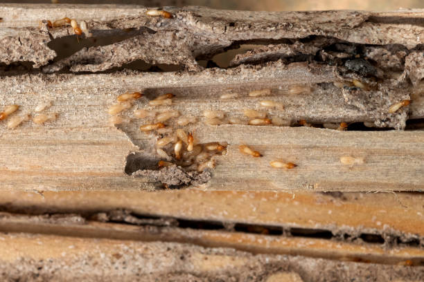 Best Flea Control Services  in Archie, MO